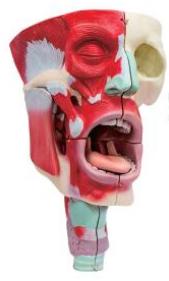 鼻、口、咽喉腔分解模型